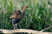 5705 Ardea purpurea (Airone rosso, giovane)
